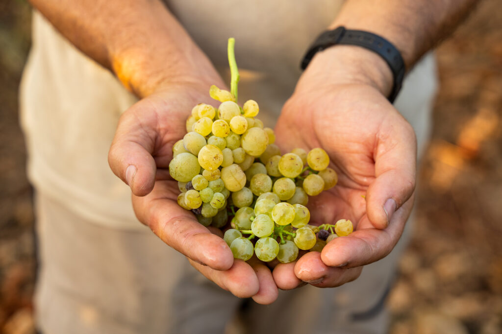 Wine Enthusiast-Uva Viura