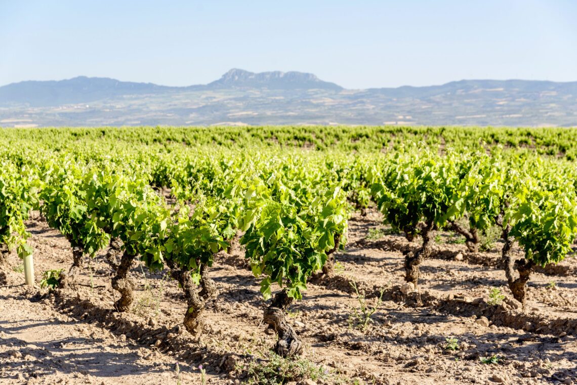 Finca Alto Cantabria obtiene la calificacion de Vinedo Singular